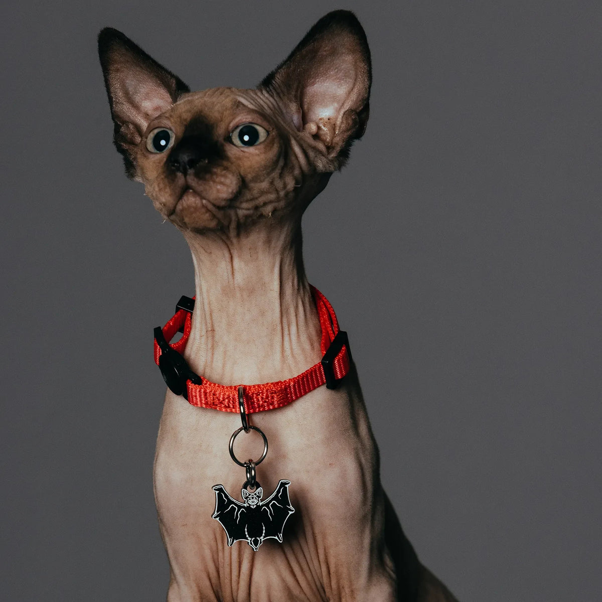 PET TAG - Hard Jewelry™